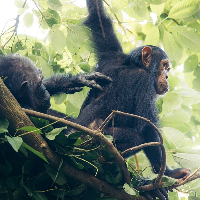 Primates & Predators: A Family Safari to Zanzibar